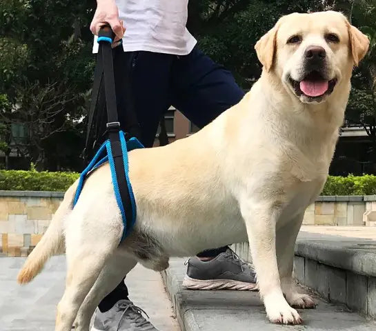 Arnés de Soporte y Movilidad para Perros - Ayuda Rehabilitación